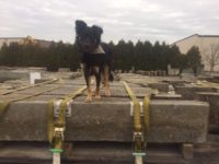 Mason sniffs out a good looking group of slope curb right before Easter! Wishing everyone a Happy Easter from all of us at Olde New England Granite.