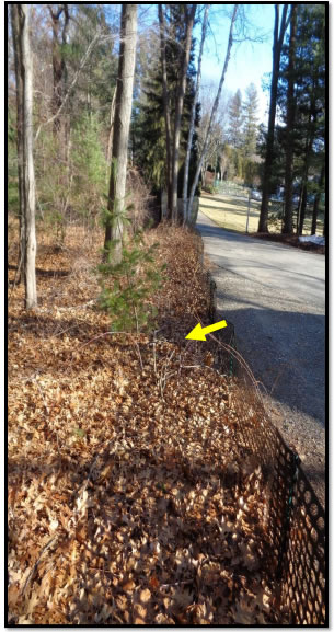 A project was planned to extend a fence along a property line and establish a hedgerow privacy screen. 